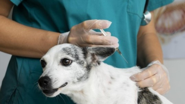 Comiss&atilde;o de Seguran&ccedil;a aprova porte de arma para m&eacute;dicos veterin&aacute;rios | Not&iacute;cias